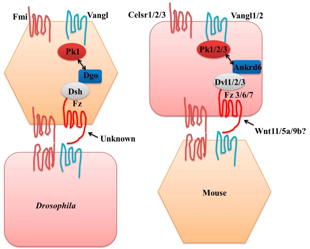 JDBMDPI's tweet photo. ๐ขHighly Cited Paper Spotlight
๐ Planar Cell Polarity #Signaling: Coordinated Crosstalk for Cell Orientation
๐ฅDr. Sandeep Kacker et al., Medical University of the Americas
๐ Free Read: https://t.co/ZhzwKXLDQv
#DevBio #OpenAccess #MDPI #morphogenesis #Hippo #Notch #Wnt https://t.co/Vk3rRN0wj9