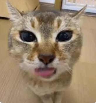 ashyaywoohoo's tweet photo. pull my tongue bruh https://t.co/gLUpQ58xnN
