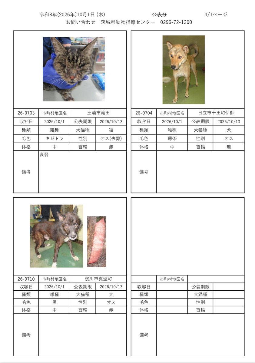 IBARAKI_Animal's tweet photo. 茨城県動物指導センターで保護している、迷子の犬猫の公表情報です。🐕🐈
お心当たりの飼い主様は動物指導センターにお電話ください‼️
動物指導センター
☎︎0296-72-1200(受付時間：平日8:30〜17:15)

10月1日（木）公表情報 https://t.co/K3muxMerO9