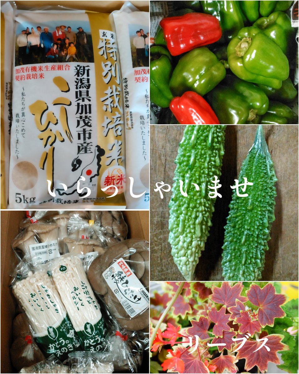 leaves_p's tweet photo. ［入荷情報］
昨日は野菜の日。
新米、きのこ類他、入荷しました。
⁡
また食べ物が美味しい季節がやってきました。
季節の移り変わりはあっという間ですね。
⁡
今の時期しか食べられない新米や秋野菜を堪能したいですね😋
⁡
本日11:00から開店いたします。
ご来店お待ちしております♪ https://t.co/V4VSJphLDo