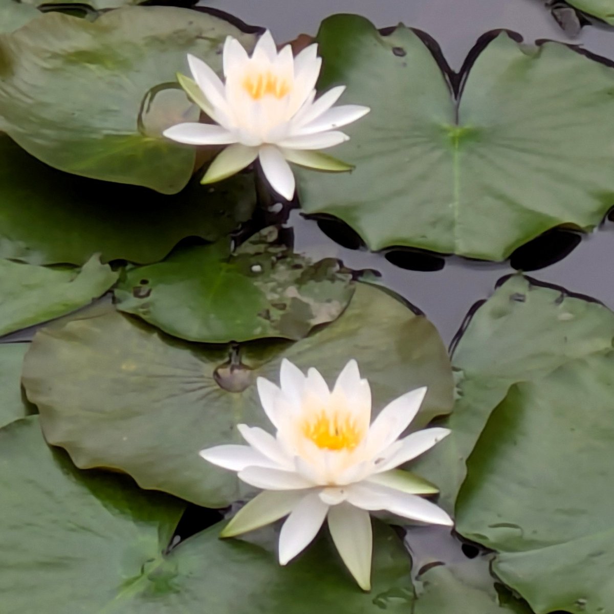 DozakaSoftHouse's tweet photo. 須藤公園の池で、白い睡蓮が静かに咲いていました🤍🪷

水面に浮かぶ丸い葉の間から、ふわっと顔を出すような2輪の花✨

#須藤公園 #睡蓮 #スイレン #千駄木 #文京区 #谷根千 https://t.co/dSZDKNMdGu