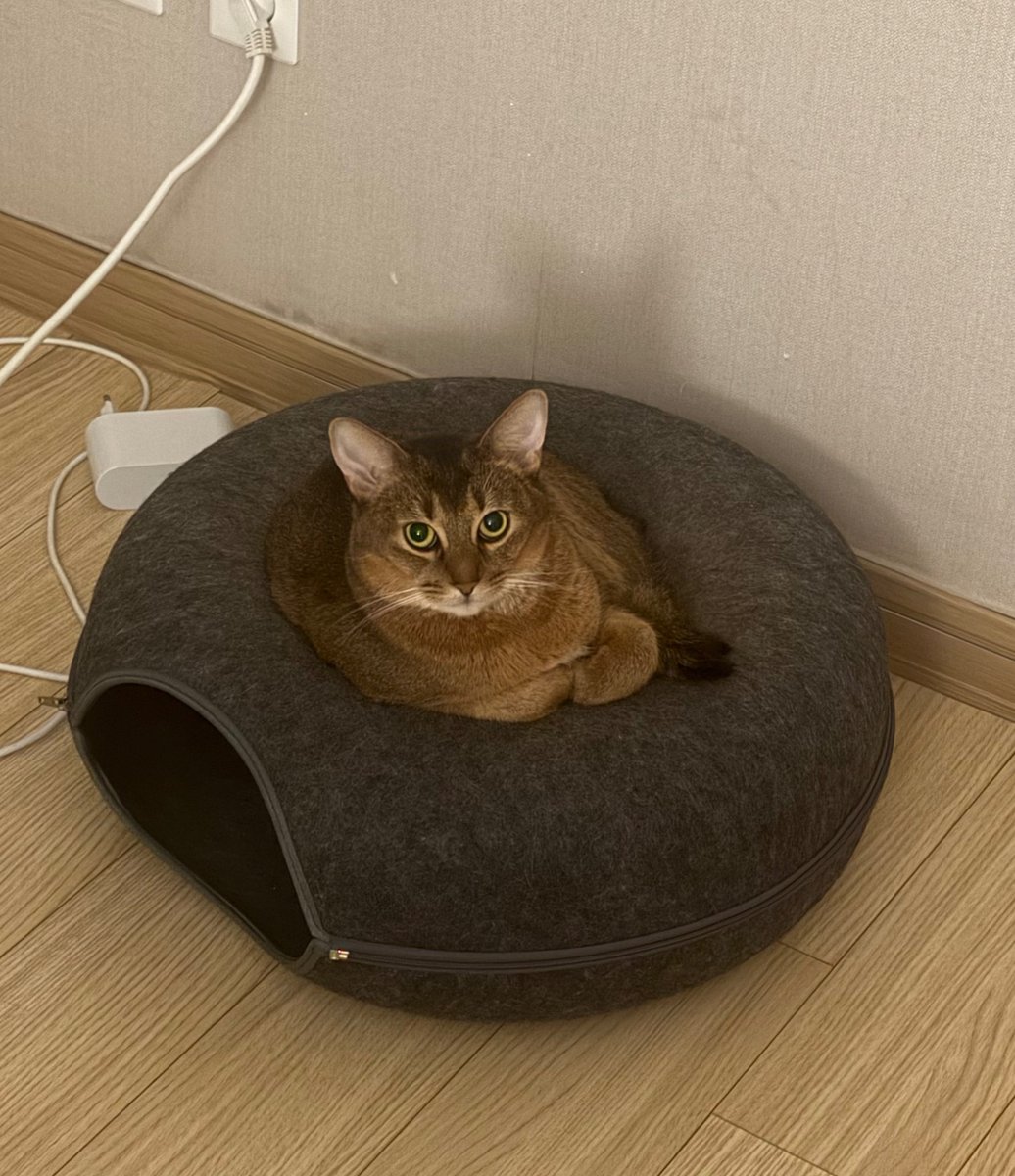 bnkim_7010's tweet photo. 도넛 위의 토핑이 된 복남이 🍩🐱
The donut has a topping now 🍩🐱 https://t.co/PdrxRmYj4a