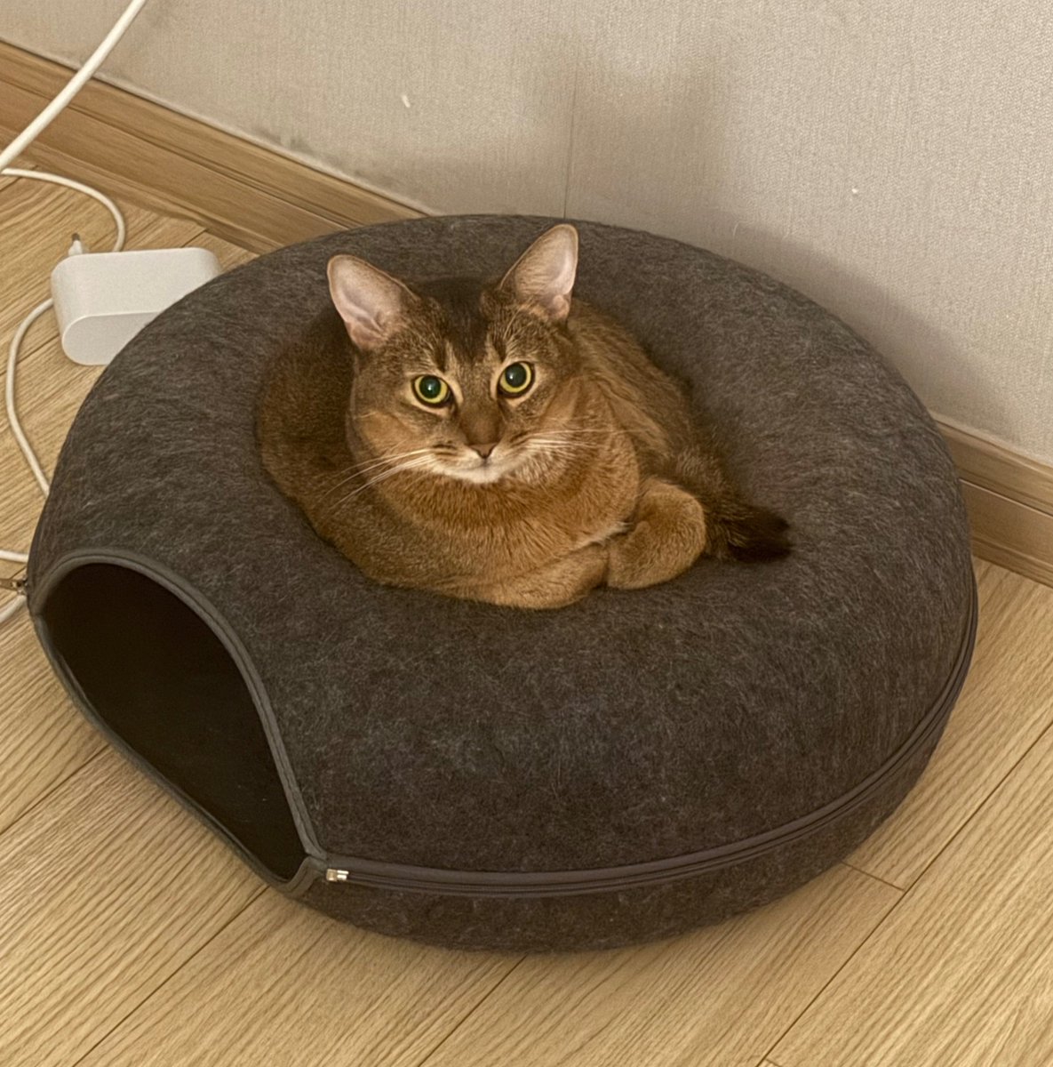 bnkim_7010's tweet photo. 도넛 위의 토핑이 된 복남이 🍩🐱
The donut has a topping now 🍩🐱 https://t.co/PdrxRmYj4a