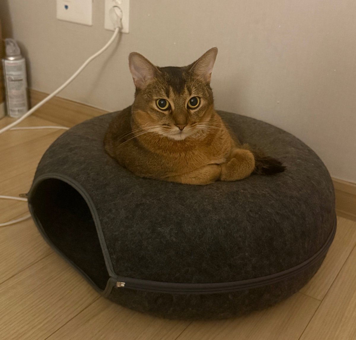 bnkim_7010's tweet photo. 도넛 위의 토핑이 된 복남이 🍩🐱
The donut has a topping now 🍩🐱 https://t.co/PdrxRmYj4a