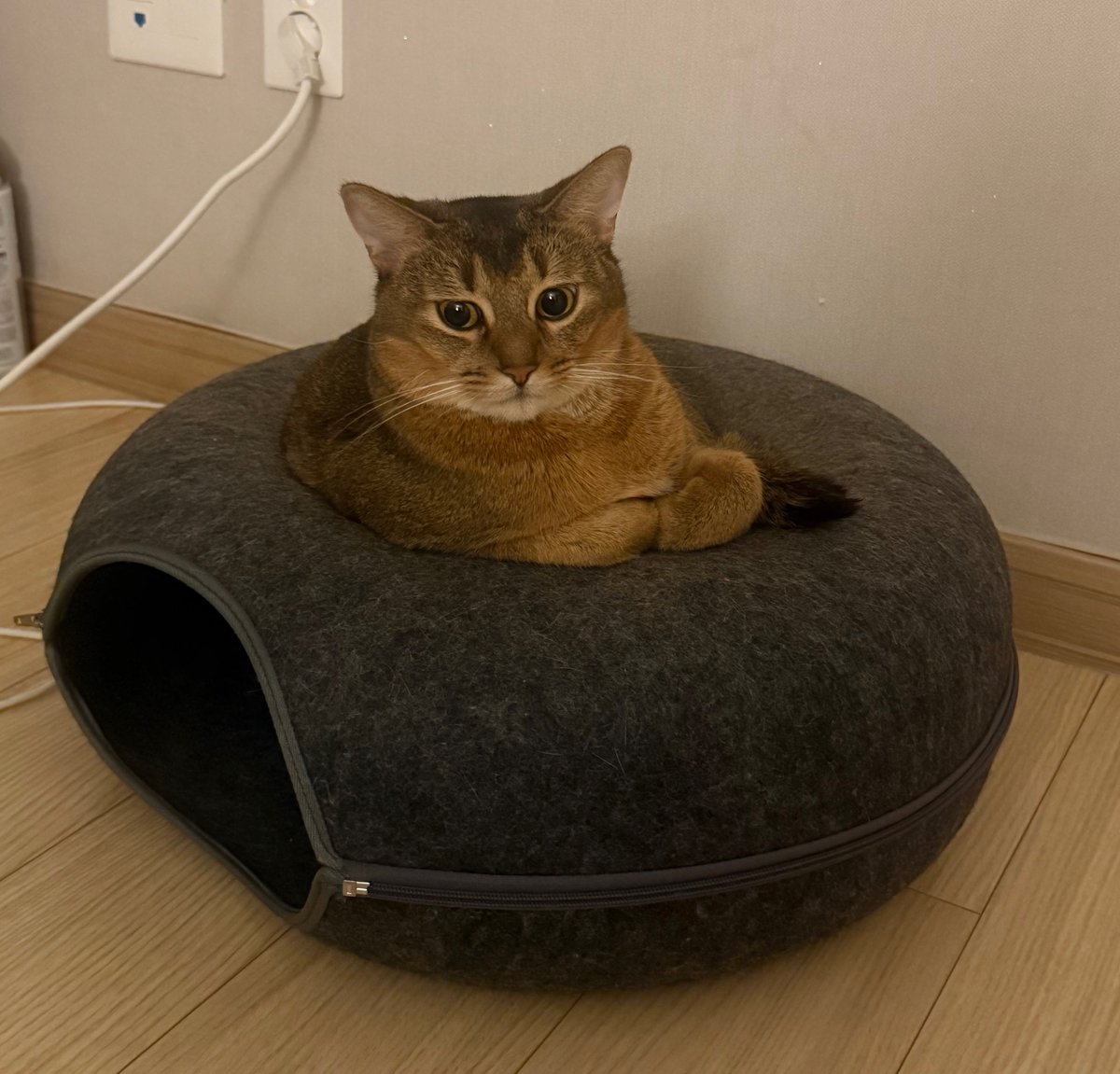 bnkim_7010's tweet photo. 도넛 위의 토핑이 된 복남이 🍩🐱
The donut has a topping now 🍩🐱 https://t.co/PdrxRmYj4a