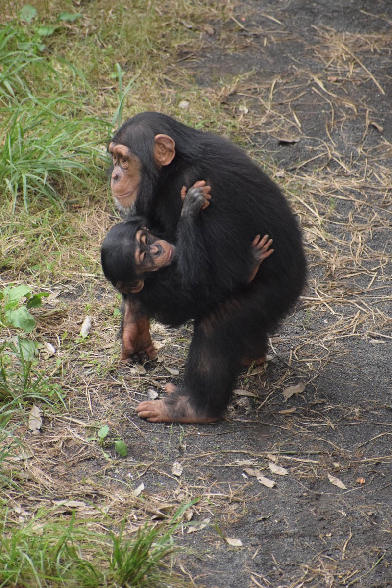TamaZooPark's tweet photo. ハヤテ(１歳)とディル(４歳)。まだまだ子どものディルですが、遊びの中でも率先してハヤテをサポートするなど、成長した姿を見せてくれます。
＃多摩動物公園　＃チンパンジー https://t.co/N3gDyvPMEX