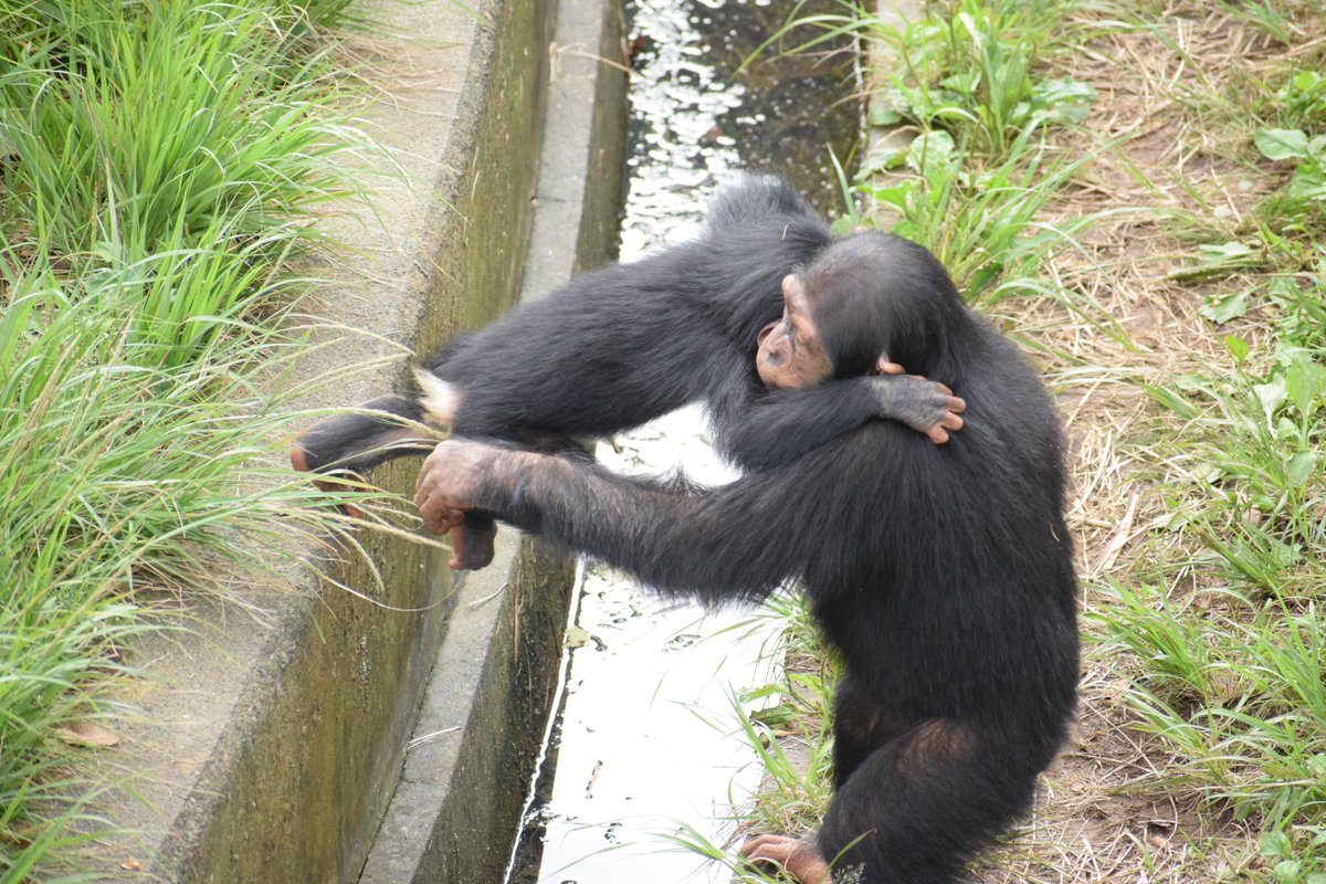 TamaZooPark's tweet photo. ハヤテ(１歳)とディル(４歳)。まだまだ子どものディルですが、遊びの中でも率先してハヤテをサポートするなど、成長した姿を見せてくれます。
＃多摩動物公園　＃チンパンジー https://t.co/N3gDyvPMEX