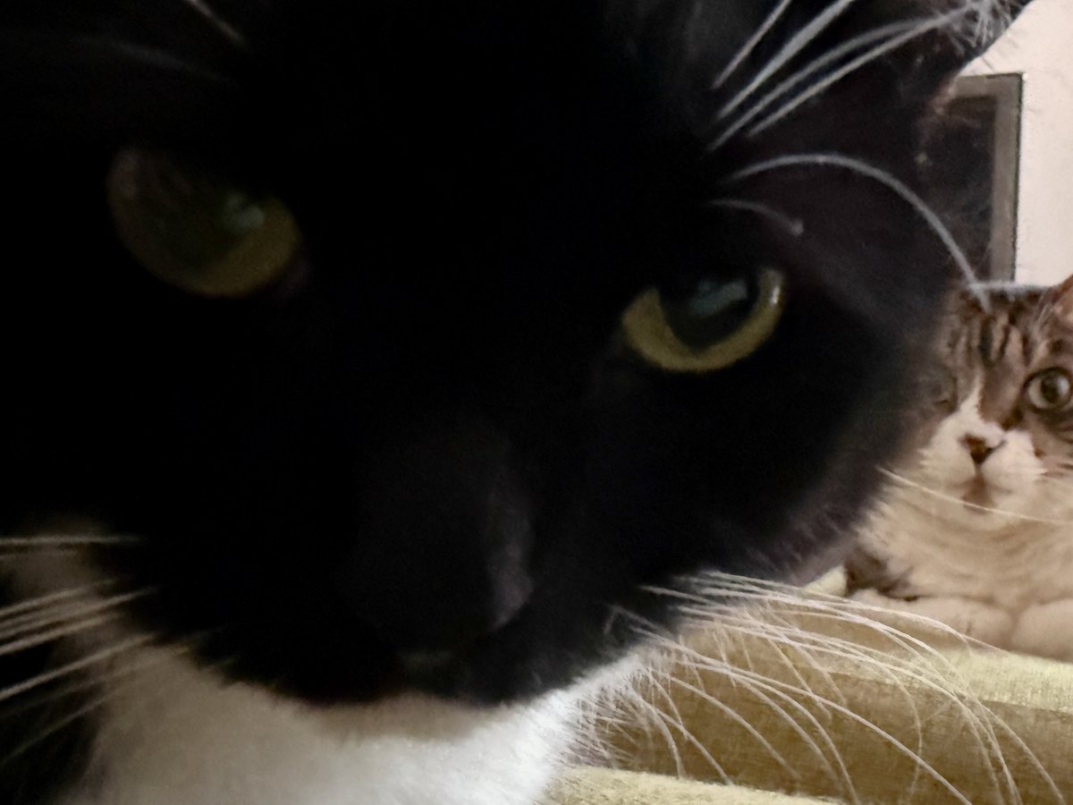 unicouniuni3's tweet photo. Woke up to this face. “Breakfast… now” https://t.co/DUtZX1JAvM