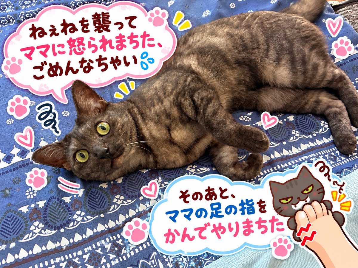 asahi_ikkai's tweet photo. 叱ったあと、すぐにお腹を見せてゴロンと寝転がって、こちらの機嫌を取ってくるのが賢くて可愛くて尊い🤭🤭🤭 https://t.co/JmoszdNorM