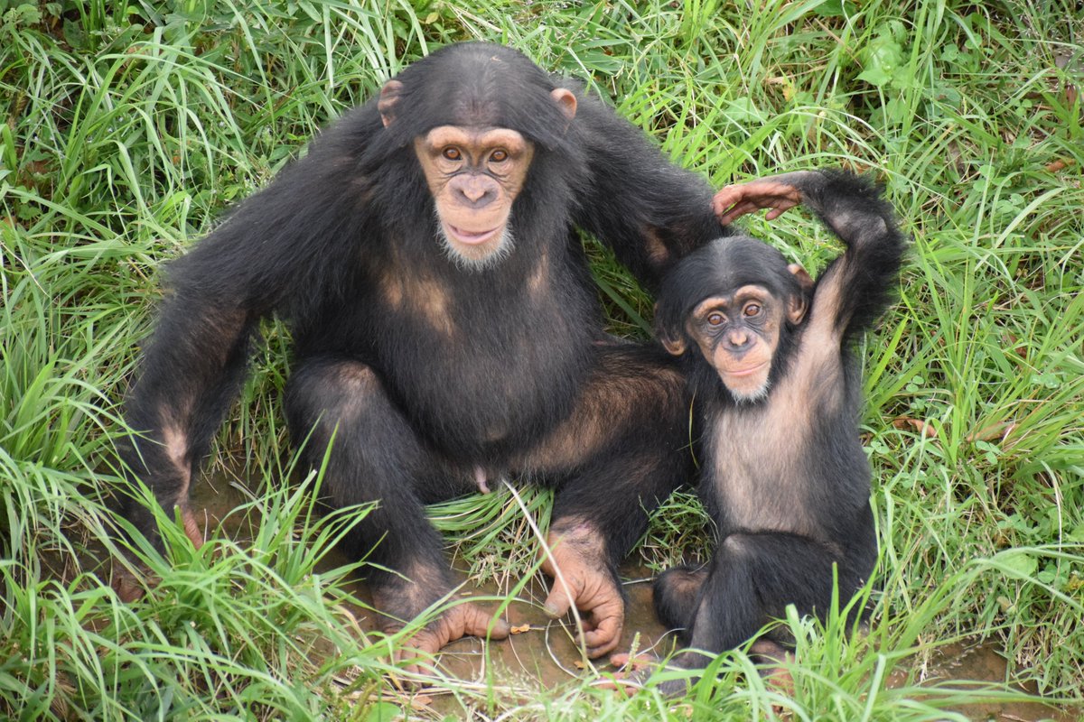 TamaZooPark's tweet photo. ハヤテ(１歳)とディル(４歳)。まだまだ子どものディルですが、遊びの中でも率先してハヤテをサポートするなど、成長した姿を見せてくれます。
＃多摩動物公園　＃チンパンジー https://t.co/N3gDyvPMEX