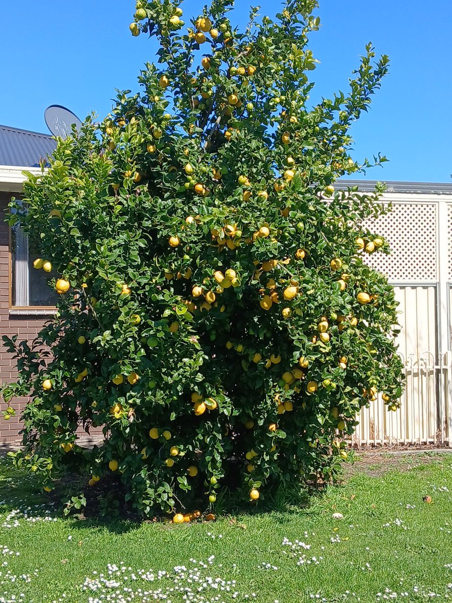KennethPGannan's tweet photo. @Jassica445 Would you like a lemon ? https://t.co/9xY5GE7mLW