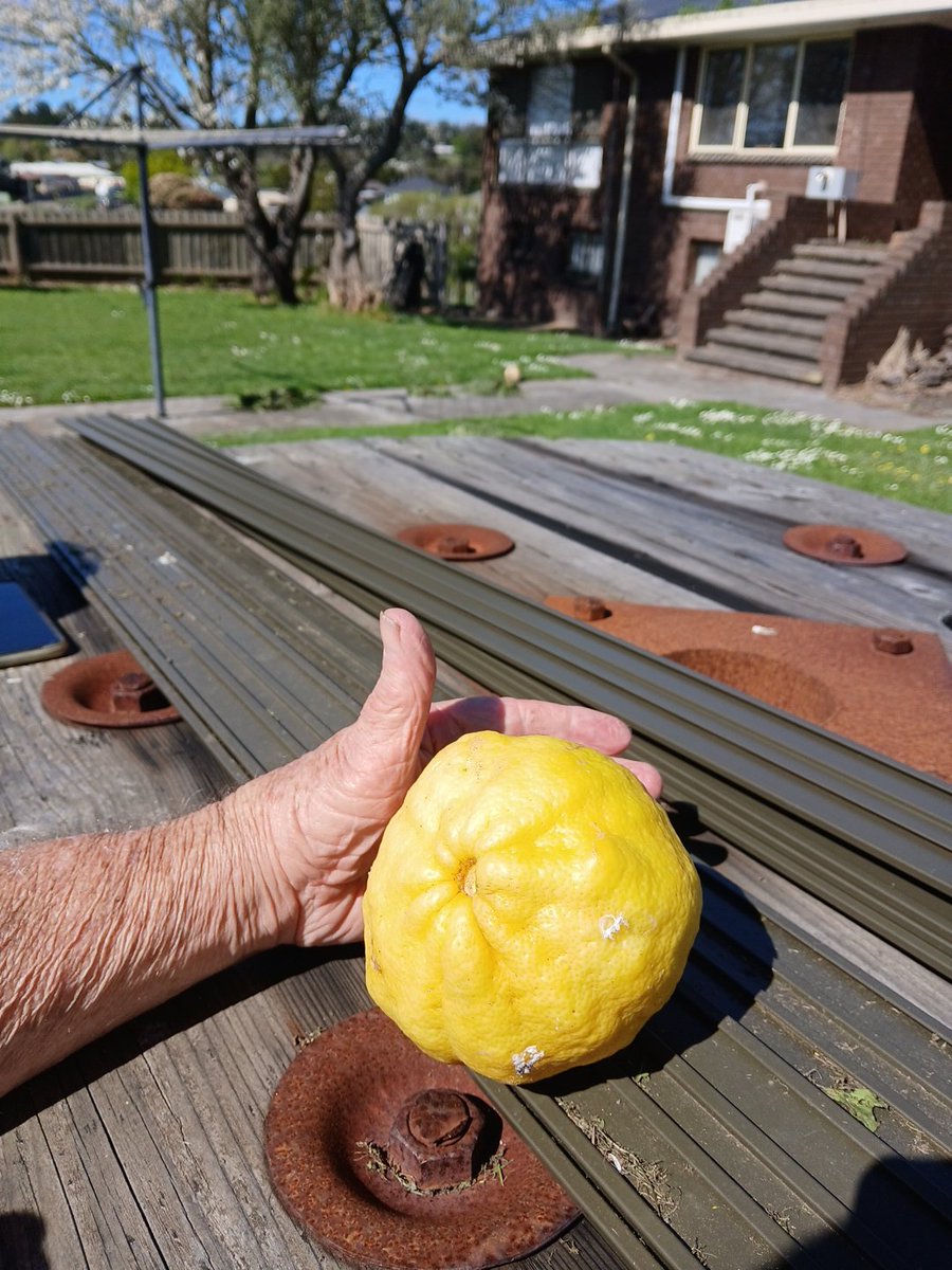 KennethPGannan's tweet photo. @Jassica445 Would you like a lemon ? https://t.co/9xY5GE7mLW
