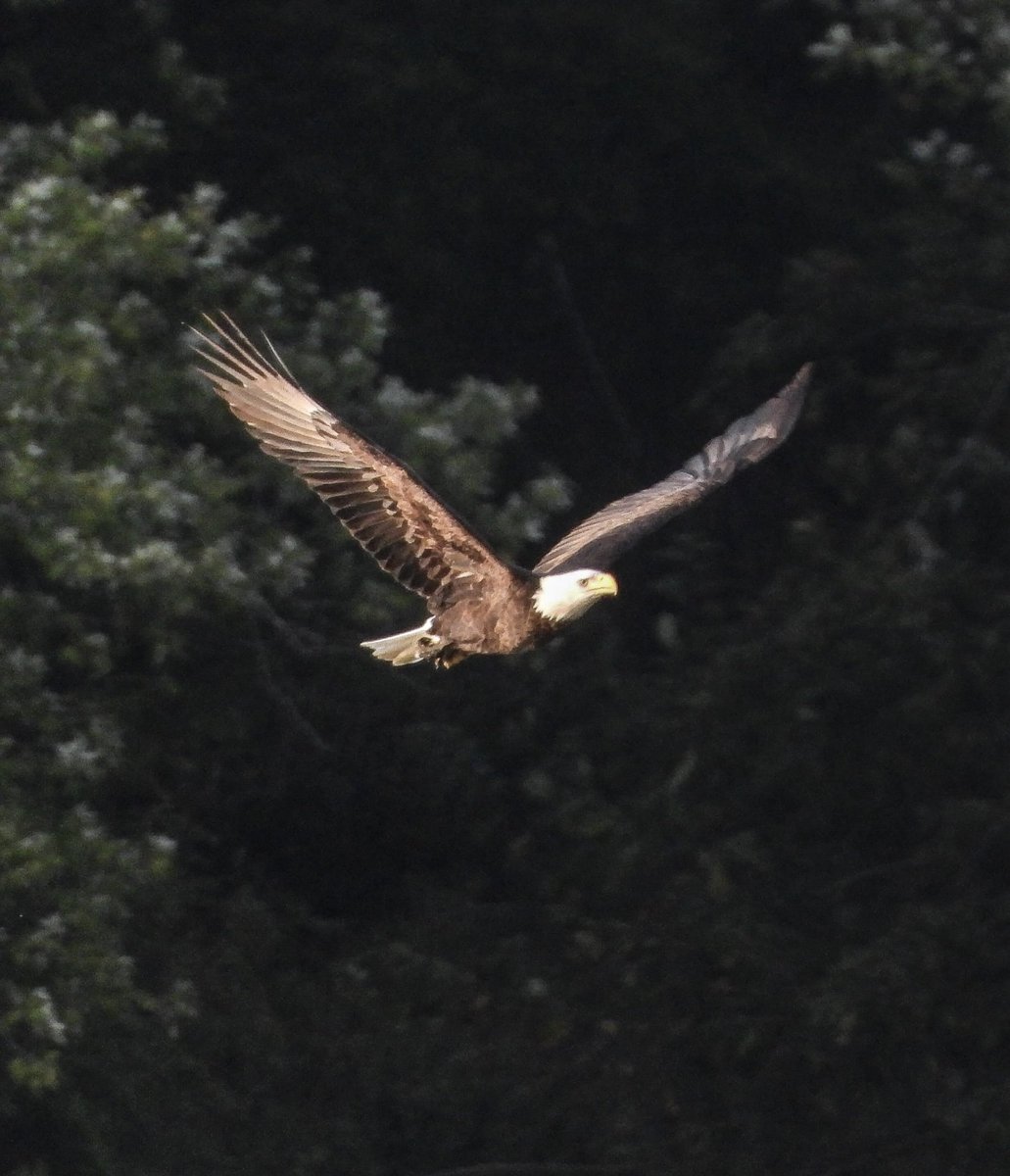 achowell2014's tweet photo. #Baldeagle over #RadnorLakeState in #Nashville
Thursday October 1st, 2026
#NikonP1000 https://t.co/bufQTZFVl2