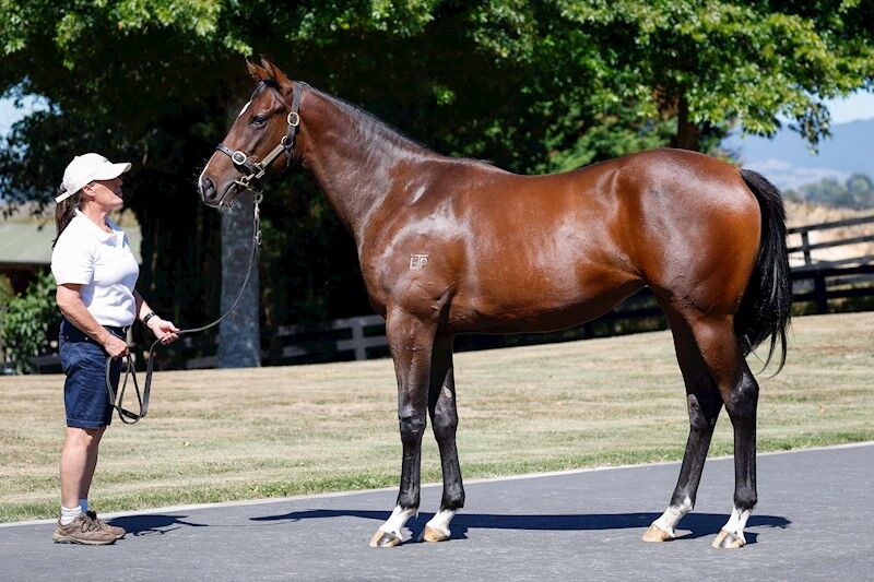 KarakaChat's tweet photo. Online Opportunities Lead to Group One Stages 🏇💥
#DeArmas (NZ) (Ardrossan) & Well Written (Written Tycoon) have become the most recent evidence that you can come from any sale and still perform at the top alongside Australasias best! ✨
The now @cwallerracing trained, De Armas will take her place in the A$750,000 Group One Flight Stakes over 1600m. The daughter of Ardrossan was initially bought by @benner_racing for $16,000 from @ElsdonPark's 2025 National Online Yearling Sale draft, before catching the eye of @OTIRacing in her early black-type performing career.
Well Written was a sale-topping $80,000 purchase by @marshracing and @BloodstockDylan from @brighthillfarm's 2024 NZB National Online Yearling Sale draft. The rising star now boasts a perfect seven-from-seven record and more than $2.84m in stakes – 35 times her purchase price. She will take her rightful place in the A$1,500,000 Group One Epsom (1600m).
Best of luck to all connections 🍀🥝
#WhereWinningBegins