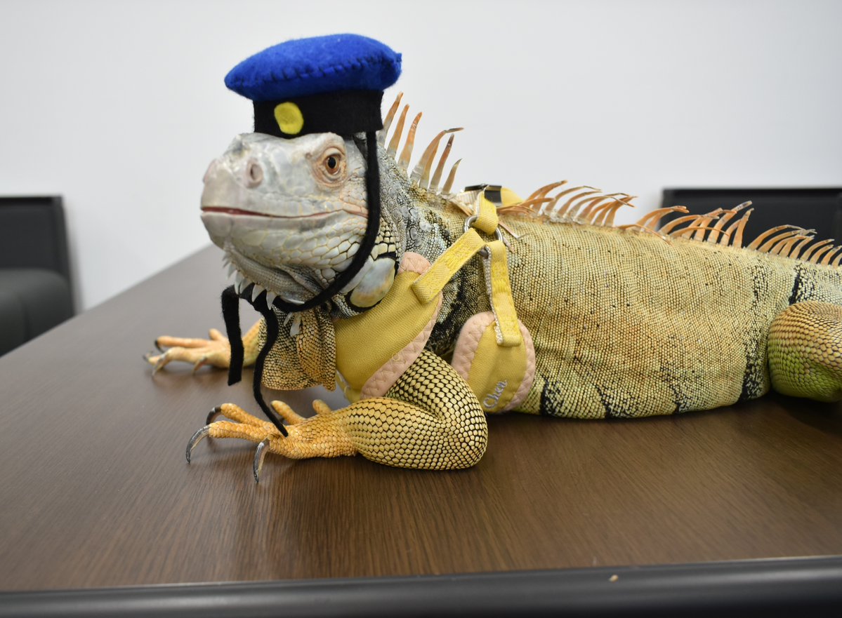 police_nagano's tweet photo. 【佐久警察署】
この度、イグアナのジャグちゃんが長野県佐久警察署の非公式キャラクターに任命されました。
これから広報啓発活動の場で活躍していく予定です。
よろしくお願いいたします🙌
#長野県警察 #佐久警察署 https://t.co/S4DyanUBho