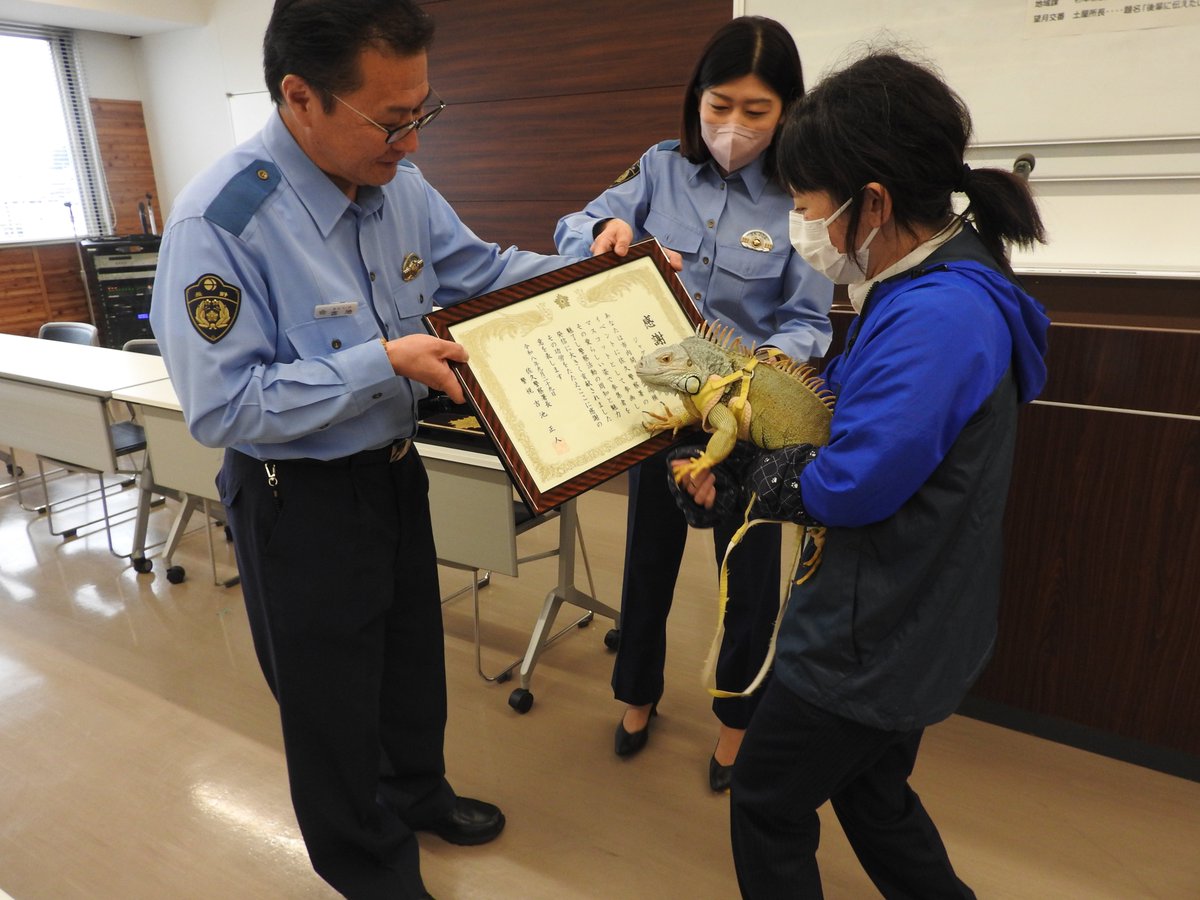 police_nagano's tweet photo. 【佐久警察署】
この度、イグアナのジャグちゃんが長野県佐久警察署の非公式キャラクターに任命されました。
これから広報啓発活動の場で活躍していく予定です。
よろしくお願いいたします🙌
#長野県警察 #佐久警察署 https://t.co/S4DyanUBho