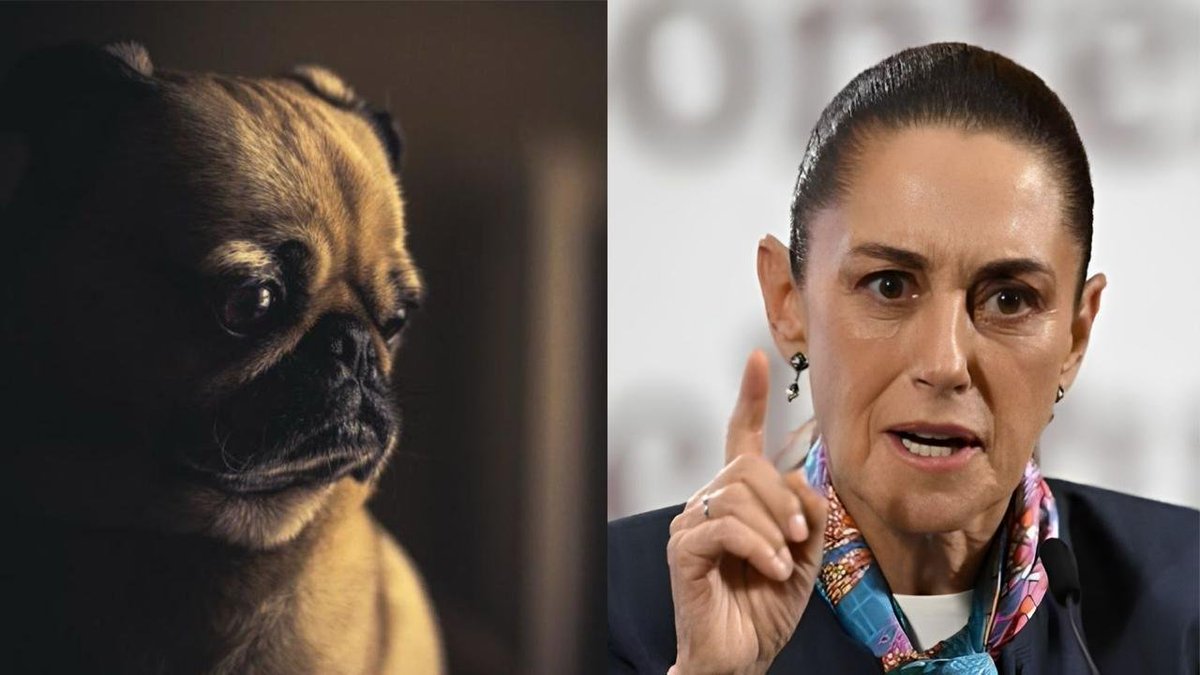 jmatuk's tweet photo. Se aprobó la "ley antimemes” por parte del Senado en México y plantea castigos de hasta 5 años de prisión. 

¿Qué castiga? Que se cree un meme que utilice o imite la identidad gráfica de los 3 órdenes de gobierno para buscar engañar a la gente o cometer un delito. Ahora debe ser aprobada por la Cámara de Diputados para ser oficial. 

Los memes "normales" no entran en esta ley.
