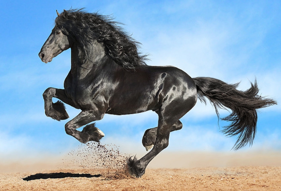 noxo_4305a's tweet photo. [I rode the wild storm, the brave knight’s bold way—each mane strand holds the unyielding spark.] https://t.co/XIjQDmUXoj