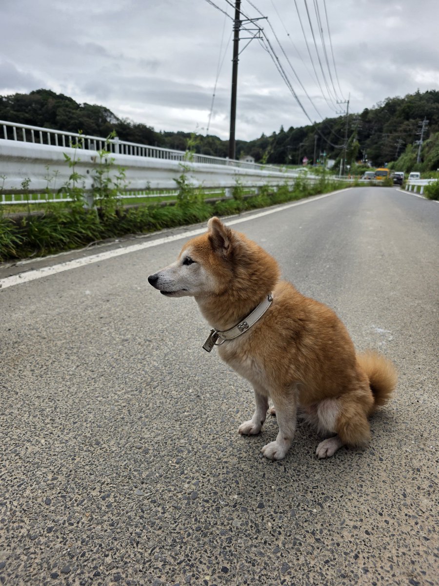 inzaiparque's tweet photo. 迷い犬🐕️
2026年10月2日
午前10時頃
📍千葉県印西市船尾

船尾コミュニティセンター付近

人懐こい犬
首輪しています

船尾のおまわりさんが見てくれていました
船尾の交番へ連絡してみてください

いやちょーかわいい🐕️ https://t.co/tzfXgX1yYk