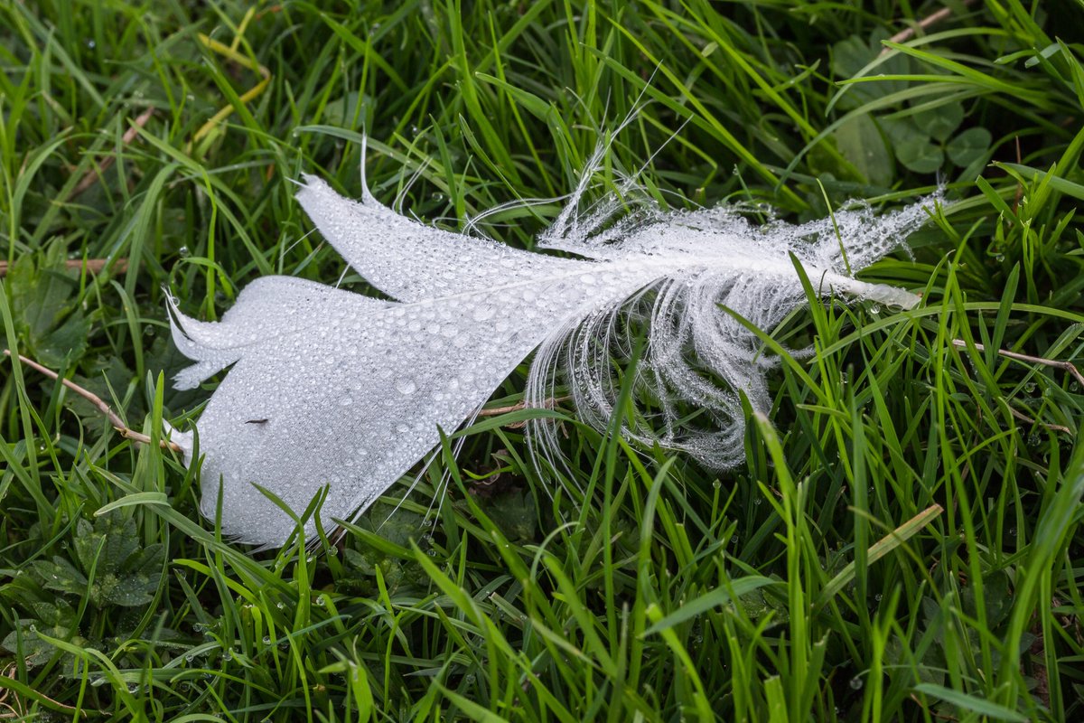 InterestingHOF's tweet photo. Quill pen covered with dew. Location, The Famberhorst.

Dominicus Johannes Bergsma, 2018 https://t.co/yUwCEH0LQM