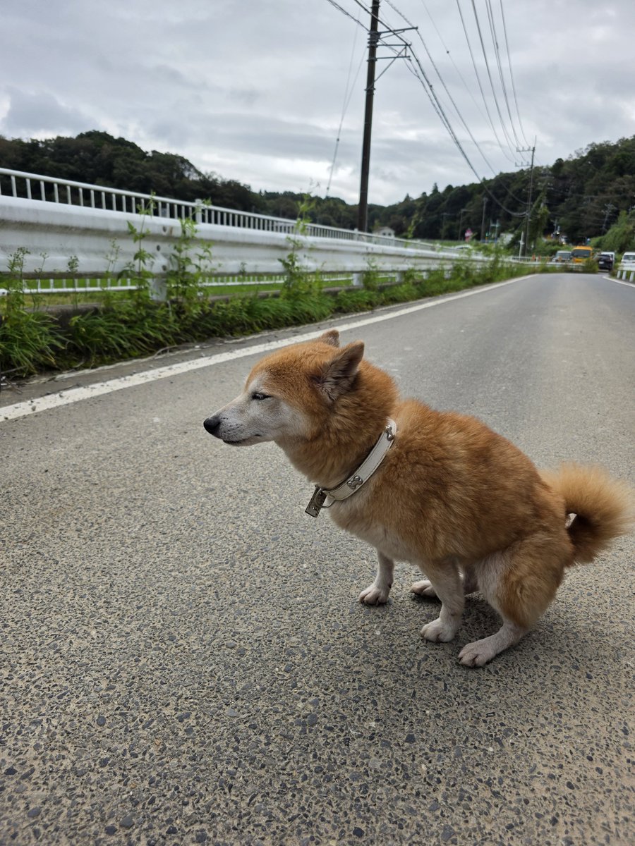 inzaiparque's tweet photo. 迷い犬🐕️
2026年10月2日
午前10時頃
📍千葉県印西市船尾

船尾コミュニティセンター付近

人懐こい犬
首輪しています

船尾のおまわりさんが見てくれていました
船尾の交番へ連絡してみてください

いやちょーかわいい🐕️ https://t.co/tzfXgX1yYk