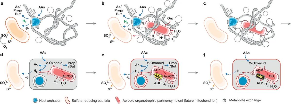 wirthstef's tweet photo. My #article addresses the latest scientific findings regarding the structure of the #cellwall in #Archaea. It also explores #evolutionary #scenarios that led to the emergence of #eukaryotes.
A particularly significant evolutionary achievement of eukaryotes is the possession of #mitochondria, the cell's "power stations", which supply the cellular metabolism with free energy in the form of #ATP.
Approximately 1.6 to 1.8 billion years ago, an event known as #eukaryogenesis occurred. The world of living organisms, at that time confined to #anaerobicconditions in the #oceans, underwent a dramatic transformation within a relatively short period. This shift had profound consequences for the previously dominant unicellular organisms: the #archaea and the #bacteria.
The so-called #GreatOxidationEvent
approximately 2.4 to 2.1 billion years ago pushed archaea into sediment layers where largely anaerobic conditions still prevailed. There, they coexisted with metabolically flexible #alphaproteobacteria.
Within the Archaea, the #Asgard archaea are the #sistergroup to the Eukaryota. They had already lost the cell wall found in other archaea, a state that persisted in early eukaryotes. This loss of the cell wall was the prerequisite for an important case of #endosymbiosis, specifically, the incorporation of alphaproteobacteria, the later mitochondria. It is no longer believed that true #phagocytosis of the bacteria occurred; instead, the bacteria were initially held in place by #armlike #projections formed from the archaea's flexible membrane. Over the course of evolution, these projections fused together, thereby enclosing the bacterium. Initially, the incorporated bacterium enabled a #syntrophic #exchange of substances between #host and #endosymbiont (e.g., hydrogen transfer between the Asgard host and the alphaproteobacterium); The bacterium was able to break down organic substances much more efficiently with the help of #oxygen.
The Asgard host provided metabolic products and was protected from direct contact with oxygen by the bacterium, which was helpful given the rising oxygen content in the water and the resulting steep physical and chemical gradients, so-called #oxyclines.
Later, this arrangement evolved into an innovation for generating large amounts of energy.
R. Smith et al. (2026) investigated the cell wall structure of the archaeon #Methanobrevibacter #smithii, a member of the human gut microbiome. They discovered that the cell wall contains a previously unknown sugar, which the researchers named N-acetylarmosamine (#ArmNAc). This finding is remarkable because the prevailing scientific consensus had previously assumed the presence of the sugar building block N-acetyltalosaminuronic acid (#TalNAc) instead. Furthermore, the researchers identified the #enzyme #ArmA, a hydrolase that acts as #molecularscissors to locally cleave the rigid ArmNAc sugar armor. This grants the underlying #membrane greater mobility and #flexibility, a crucial factor during cell division. The insights into cell envelope regulation in archaea gained through this research will also pave the way for understanding membrane flexibility in the cell-wall-lacking Asgard archaea, a factor of great significance regarding the eukaryogenesis. However, this does not directly imply that they used ArmA, but rather that #enzymemediated #regulation of cell envelope modification is a deeply rooted archaeal trait.
©#StefanFWirth, October 2026, Berlin
Please support my science writing efforts: ko-fi link 👇 in my first reply.
Reference:
R. Smith et al. (2026):
DOI: 10.1038/s41586-026-11028-y 👇 link in my first reply.
#Images:
1) Eukaryogenesis.
Authors H. Imachi et al. (2020), under which the Creative Commons License 4.0 international. 👇link in my first answer
2) #Protheoarchaeum #syntrophicum, artistic recreation in plasticine.
Author Maulucioni, 2020,
under the Creative Commons Attribution-ShareAlike License 4.0 international 👇 link in my first answer