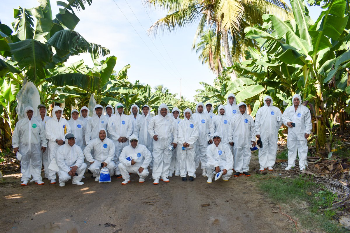 OIRSAoficial's tweet photo. #México 🇲🇽 La Secretaría de Agricultura y Desarrollo Rural (@SaderJal), el Servicio Nacional de Sanidad, Inocuidad y Calidad Agroalimentaria (@SENASICA) y la Agencia de Sanidad, Inocuidad y Calidad Agroalimentaria (@AsicaJalisco) realizaron el Simulacro Regional para la Implementación del Plan de Acción ante un Brote de la Marchitez de las Musáceas por Fusarium Raza 4 Tropical 🍌 (Foc R4T), en Cihuatlán, Jalisco.