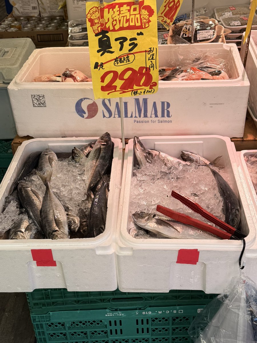 yamatora_13's tweet photo. 本日のおすすめの魚です！
スルメイカお造り用特に激安なので是非お越しください！ https://t.co/bjL7AxYo5A