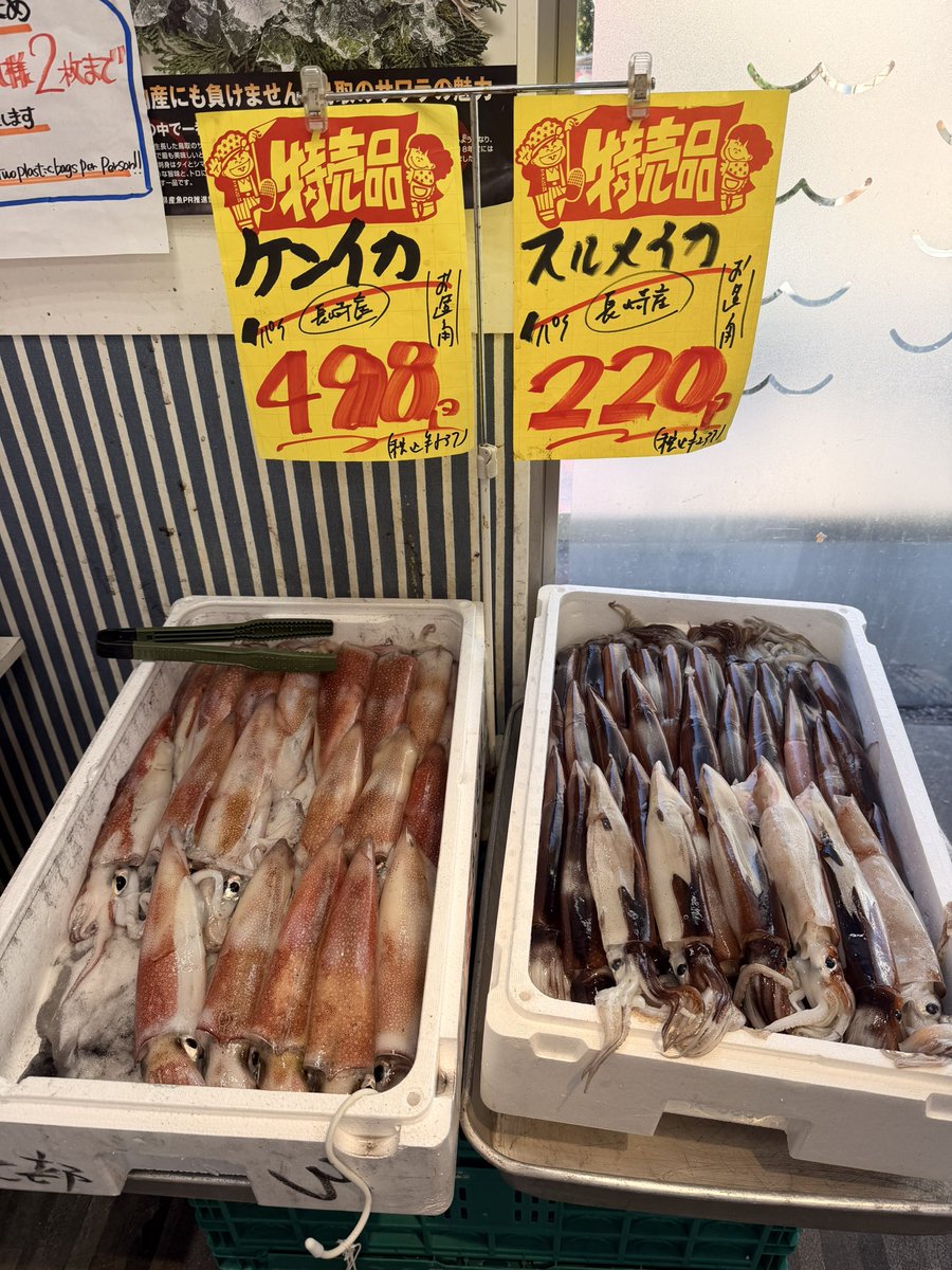 yamatora_13's tweet photo. 本日のおすすめの魚です！
スルメイカお造り用特に激安なので是非お越しください！ https://t.co/bjL7AxYo5A