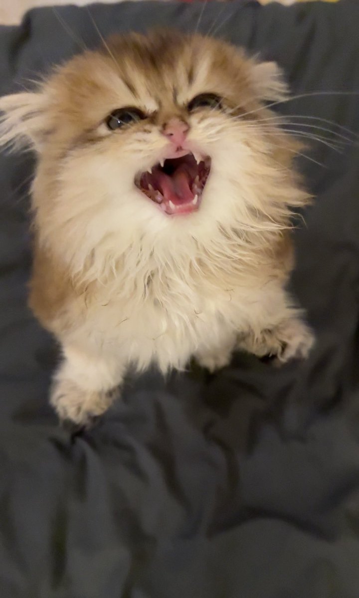 csxill's tweet photo. الكتنز معصبين اليوم😾😾 https://t.co/xVCKeKjoT0