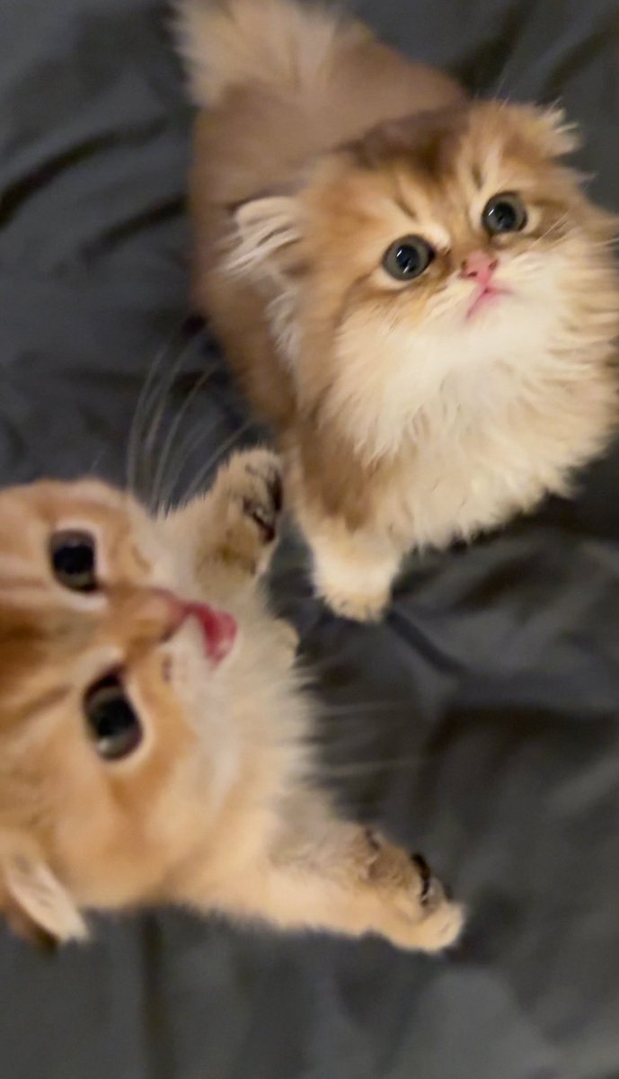 csxill's tweet photo. الكتنز معصبين اليوم😾😾 https://t.co/xVCKeKjoT0