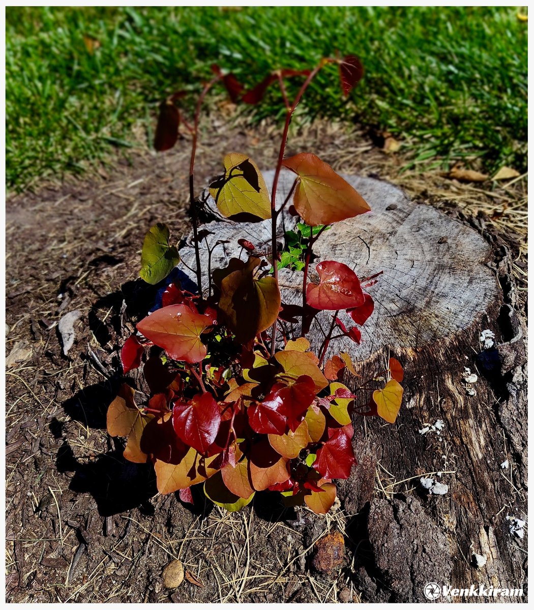 venkkiram's tweet photo. #SeptemberDump
A pocketful of September magic and simple quiet moments. 🍂✨📸
#NaturePhotography #SeptemberDump2026 #venkkiclicks #NewJersey #NJViews #Sept2026 https://t.co/q3OGksiWZx
