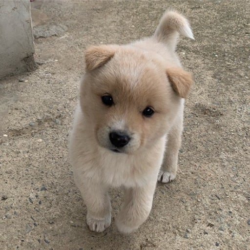 canihaedo's tweet photo. 강쥐... https://t.co/JoLQ3Dg5iL