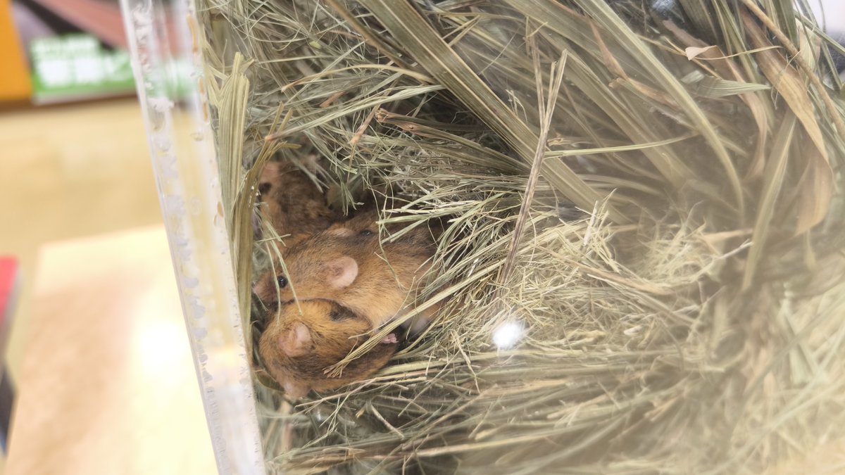hibikinadabio's tweet photo. 秋はカヤネズミの繁殖期！
子ネズミたちが元気に動き回る姿を見ることができています
器用に毛づくろいしている姿を見せてくれている下で大人たちはいつものように巣にぎゅうぎゅう詰めです(。´･ω･)ﾅｾﾞ...
そして変顔になっている子が一匹( ºωº ; )
#響灘ビオトープ
#カヤネズミ https://t.co/BS3TVqbwE0