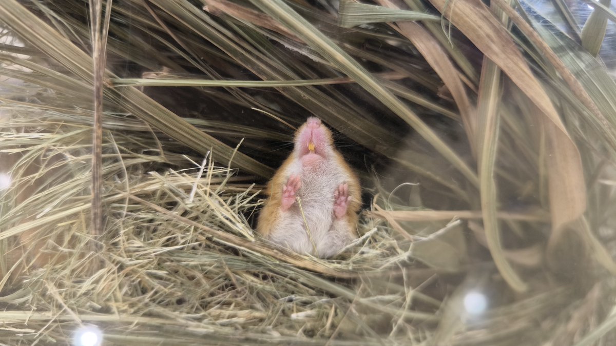 hibikinadabio's tweet photo. 秋はカヤネズミの繁殖期！
子ネズミたちが元気に動き回る姿を見ることができています
器用に毛づくろいしている姿を見せてくれている下で大人たちはいつものように巣にぎゅうぎゅう詰めです(。´･ω･)ﾅｾﾞ...
そして変顔になっている子が一匹( ºωº ; )
#響灘ビオトープ
#カヤネズミ https://t.co/BS3TVqbwE0