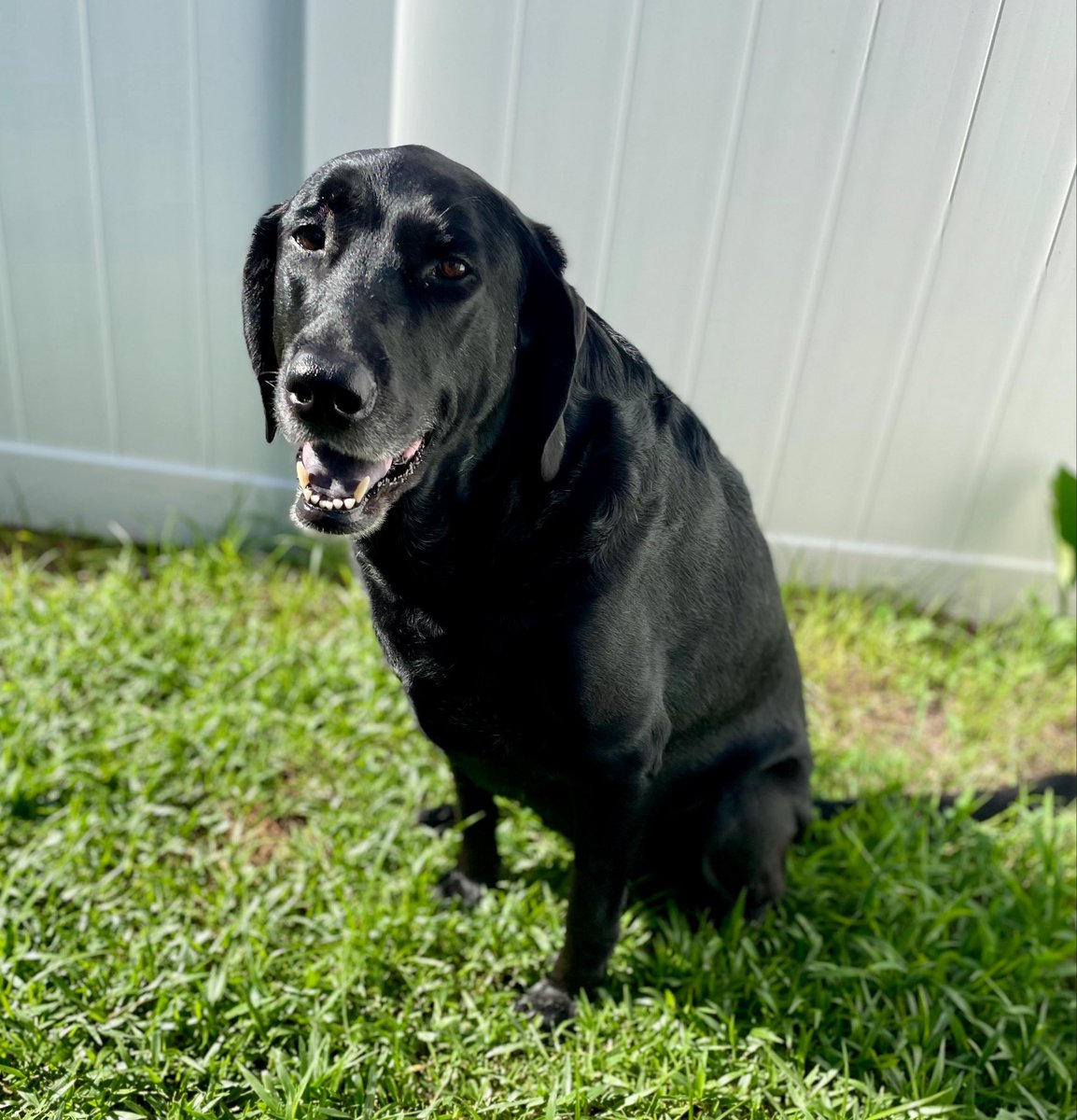 KStash3's tweet photo. Posting my Olive in honor of #NationalBlackDogDay 
So many deserving dogs in shelters that need homes. I was lucky enough to find the best ❤️ https://t.co/d4K6Yp8D5U