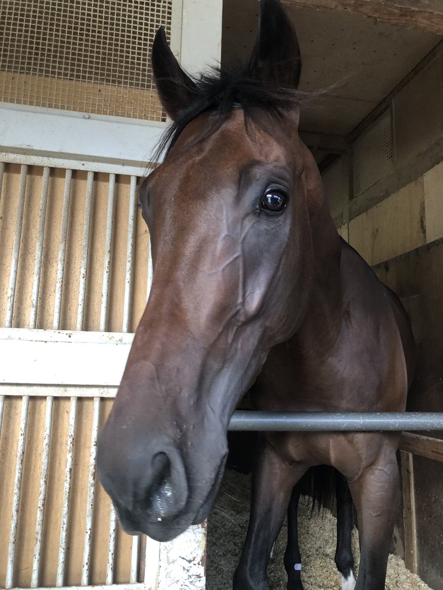 asari_stable's tweet photo. 【今週の浅利厩舎の出走予定】
10/3（土）
東京7R アトリウムチャペル　横山和騎手
東京8R ピースサイン　ミシェル騎手

10/4（日）
東京1R エピックジャーニー　荻野騎手
東京6R リリーリリー　小林脩騎手
東京7R ペロ　丸山騎手
東京8R オメガディコン　岩田康騎手 https://t.co/EY4OkOrkTq