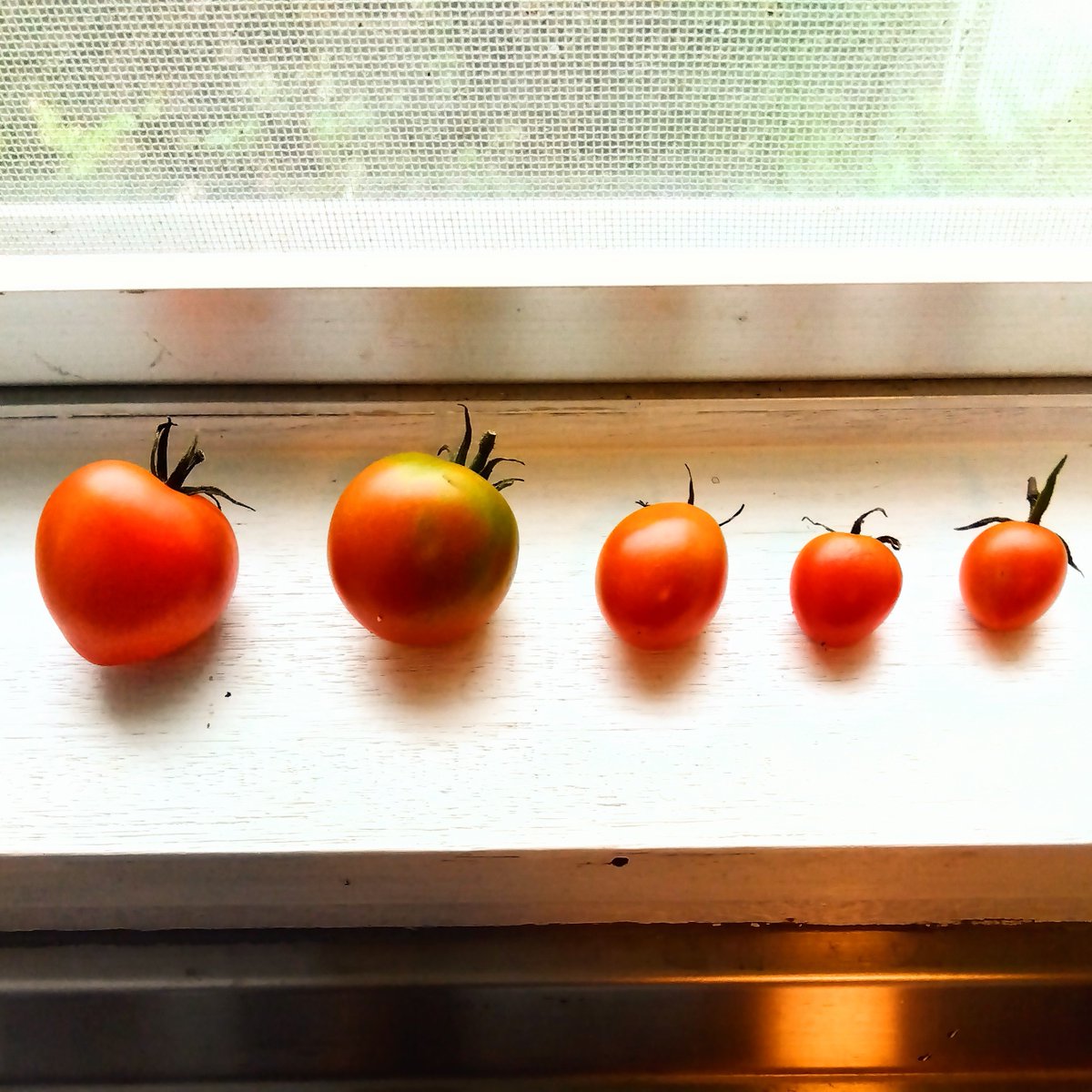 caranjuran's tweet photo. 夏の最後の収穫。
いっぱい採れたし甘かった🤗
また来年🍅 https://t.co/n4qNtX508n