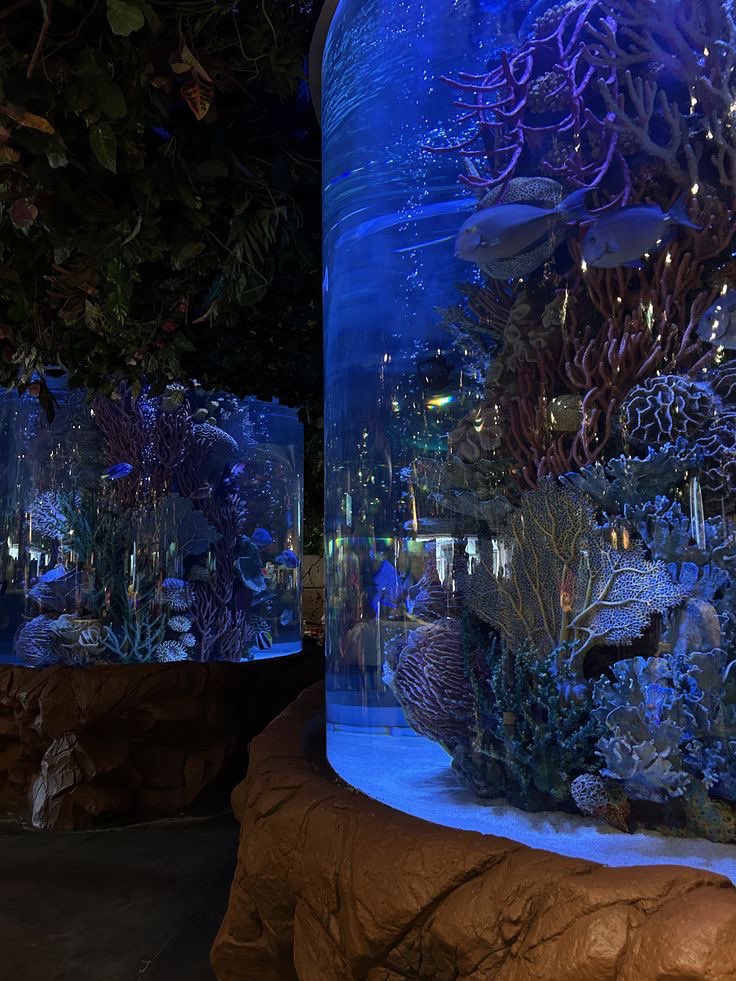 Dracuari's tweet photo. mi dia en el acuario 🫧 https://t.co/kW3LcF0bNH