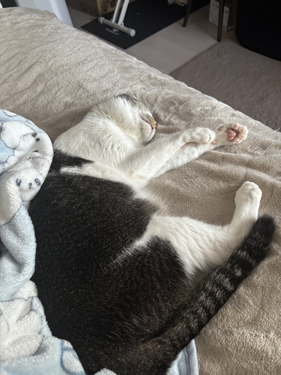 usa20208686's tweet photo. おはよう猫たち https://t.co/PLwjpMd70E