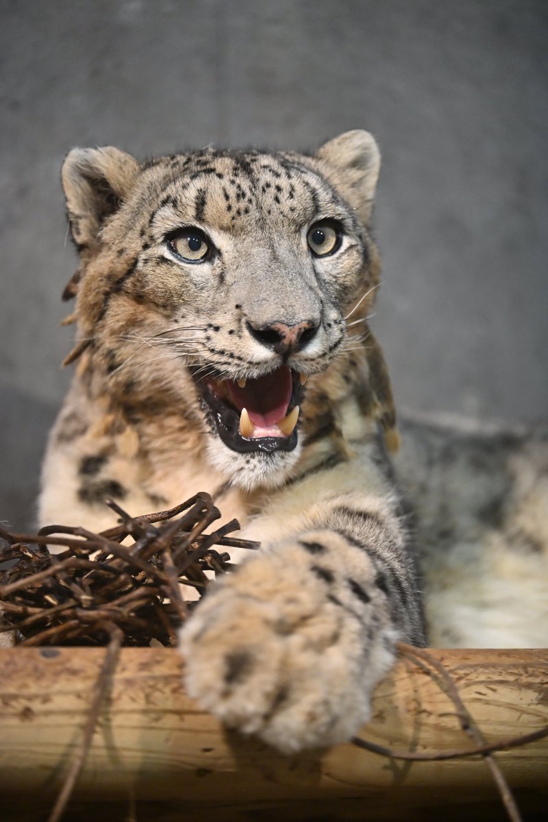 Canon_0331's tweet photo. #いしかわ動物園
#ユキヒョウ
#スカイ https://t.co/q6xG1EfQXI