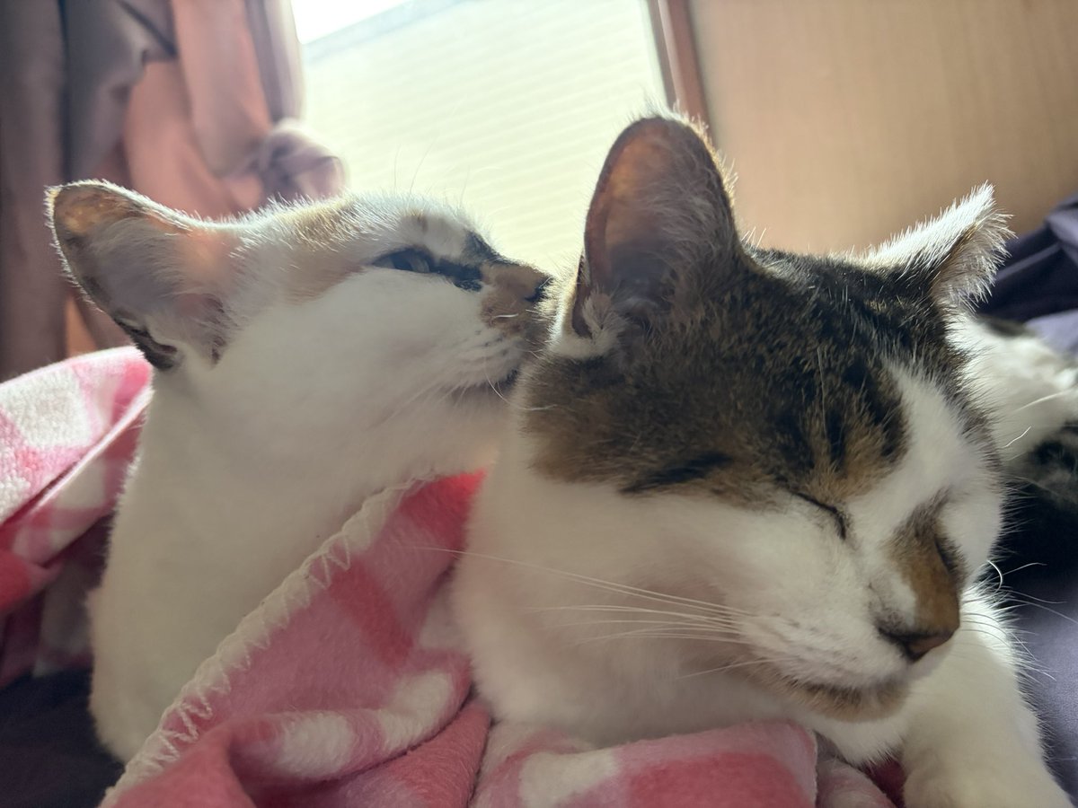 tukimurasora's tweet photo. 添い寝してた猫たちと共にそろそろ起きまーす　#猫　#TLに猫を流す　#猫のいる暮らし　#猫のいる生活　#猫のいるしあわせ　#猫との暮らし　#ねこかわいいね　#猫部へ集まれ　#よいにくきゅうの日　#エステー保護ネコ応援プロジェクト https://t.co/FSbNmqxpZM