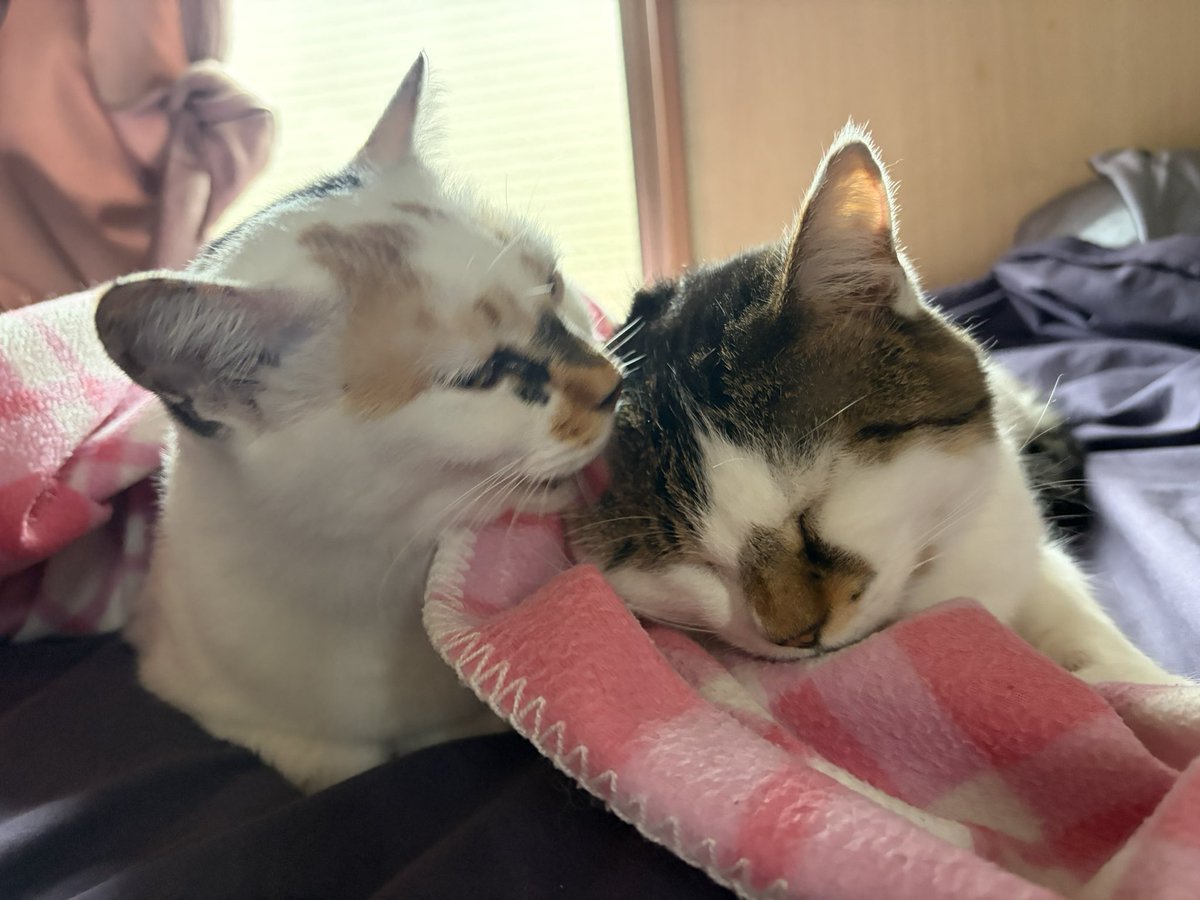 tukimurasora's tweet photo. 添い寝してた猫たちと共にそろそろ起きまーす　#猫　#TLに猫を流す　#猫のいる暮らし　#猫のいる生活　#猫のいるしあわせ　#猫との暮らし　#ねこかわいいね　#猫部へ集まれ　#よいにくきゅうの日　#エステー保護ネコ応援プロジェクト https://t.co/FSbNmqxpZM