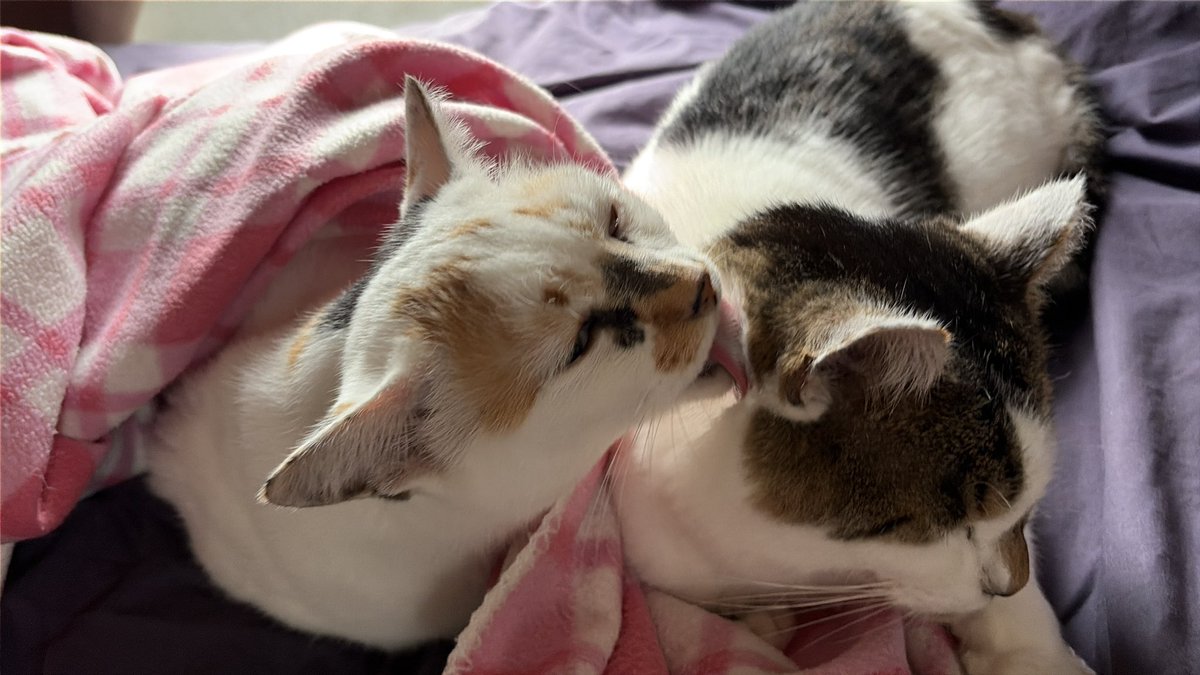 tukimurasora's tweet photo. 添い寝してた猫たちと共にそろそろ起きまーす　#猫　#TLに猫を流す　#猫のいる暮らし　#猫のいる生活　#猫のいるしあわせ　#猫との暮らし　#ねこかわいいね　#猫部へ集まれ　#よいにくきゅうの日　#エステー保護ネコ応援プロジェクト https://t.co/FSbNmqxpZM