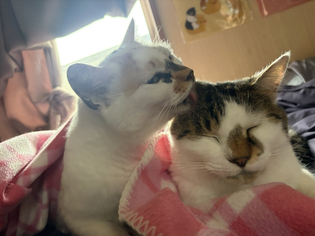 tukimurasora's tweet photo. 添い寝してた猫たちと共にそろそろ起きまーす　#猫　#TLに猫を流す　#猫のいる暮らし　#猫のいる生活　#猫のいるしあわせ　#猫との暮らし　#ねこかわいいね　#猫部へ集まれ　#よいにくきゅうの日　#エステー保護ネコ応援プロジェクト https://t.co/FSbNmqxpZM