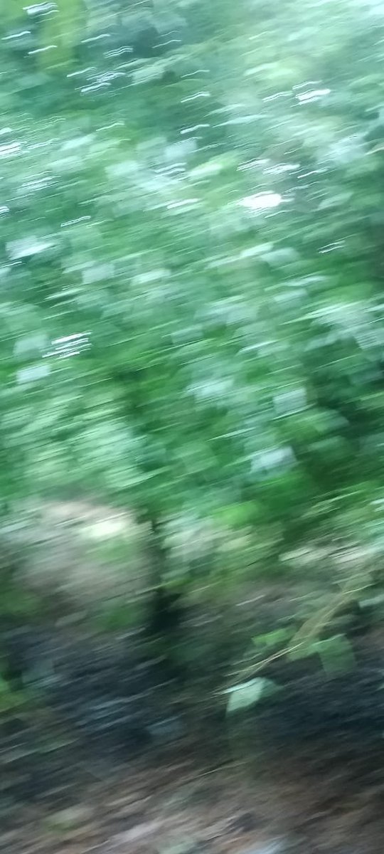 Dhamohiren's tweet photo. Jungle me mangal https://t.co/oWfqoDFgYT