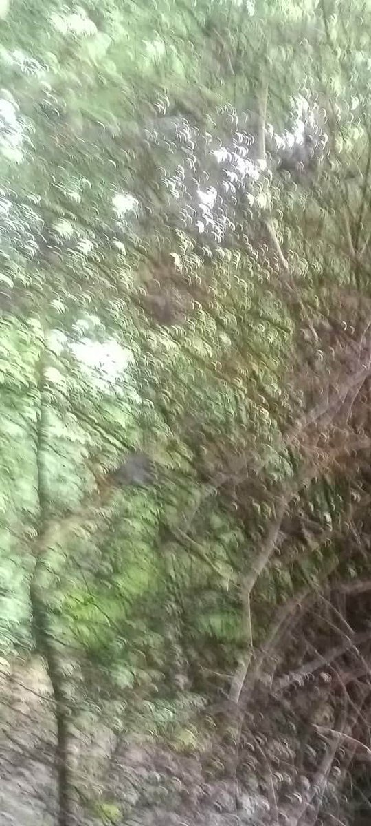 Dhamohiren's tweet photo. Jungle me mangal https://t.co/oWfqoDFgYT