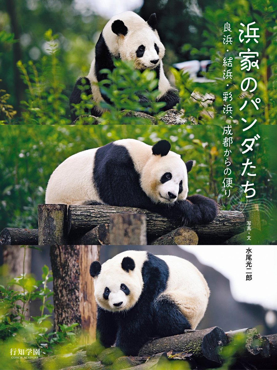 coachbooks41's tweet photo. ✨🐼お知らせ🐼✨

写真集『浜家のパンダたち――良浜・結浜・彩浜、成都からの便り』のサイン本をオンラインショップにご用意しました！🎋

水尾さんの貴重なサイン本です✨ 
ぜひお手元にお迎えください🐼

⭐️ご購入はこちら👇 
https://t.co/wRKYpOq06o

#浜家のパンダたち #浜家 #良浜 #結浜 #彩浜 #パンダ #アドベン #アドベンチャーワールド