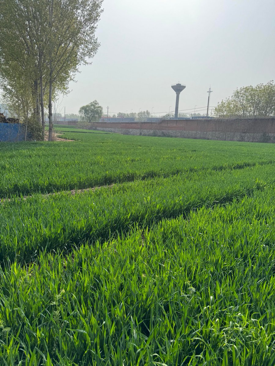 carlo_wheat_40's tweet photo. [Using fertilizer with nutrient-rich soil is key for healthy plant growth! ]， https://t.co/KZnyGWaYpP
