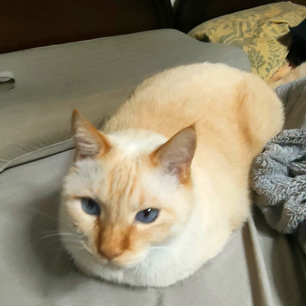 Galulun's tweet photo. ハッピー、こっそり僕の背後に周りこみ「だ～れだ？💕」と、かわいく僕の背中に飛びついて、両手のツメで思いっきり背中を突き刺すの止めてけどかわいい
#猫のいるしあわせ https://t.co/mINIMhkcnC